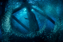 Bird Under Water by Brook Peterson