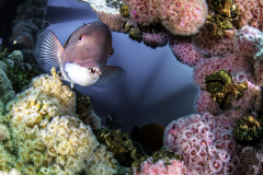 Framed Sheephead Wrass by Brook Peterson