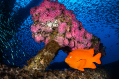 Garibaldi on Oil Rig Structure by Brook Peterson