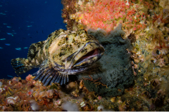 Nesting Cabazon by Brook Peterson