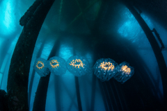 Salp Chain by Brook Peterson