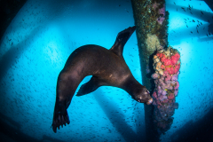 Sea Lion and Baitfish by Brook Peterson
