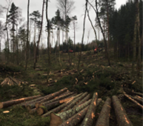 Deforestation and the EU Deforestation Regulation Seminar at St Andrews