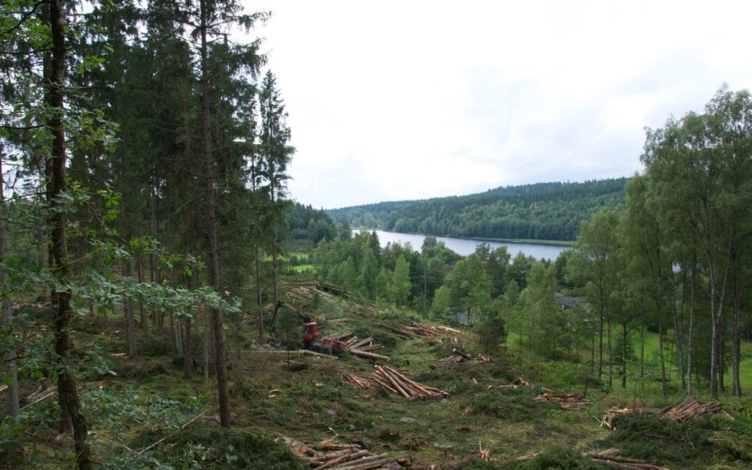 “It has gone full circle” – The role of private forest owners for Swedish energy.
