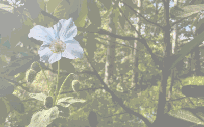 St Andrews Botanic Garden Event Series